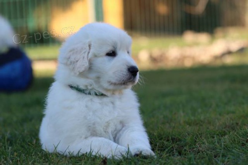 Slovensk� �uva� - �t�n� s PP