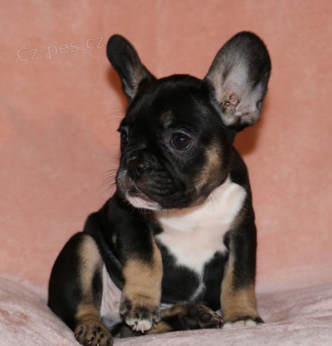 Prod�m �t��ata francouzsk�ho buldo�ka.