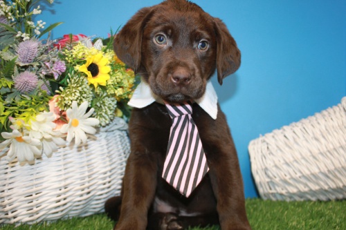 Prod�m �t��ata labradorsk�ho retr�vra.