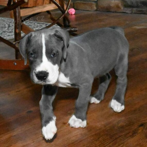 Prod�m zdrav� a kr�sn� �t��ata N�meck� Dogy.