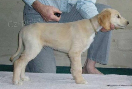 Rozko�n� �t���tka jsou p�ipravena k prodeji.