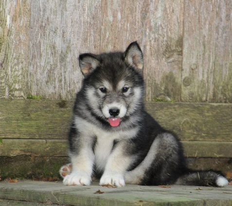 Rozko�n� �t���tka jsou p�ipravena k prodeji.