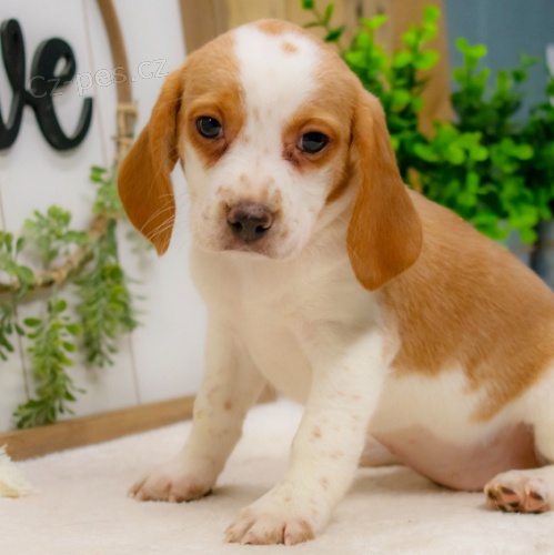 Rozko�n� �t���tka jsou p�ipravena k prodeji.