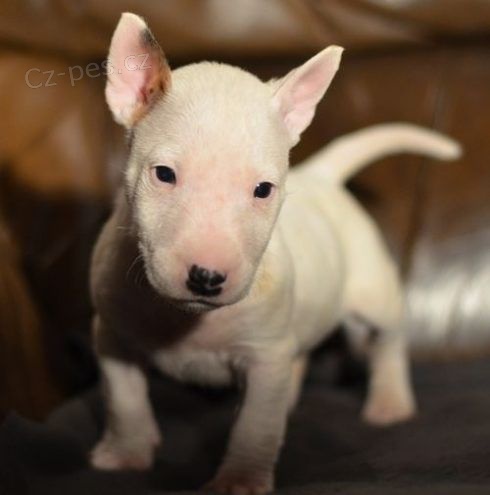 Prod�m �t��ata bulteri�ra