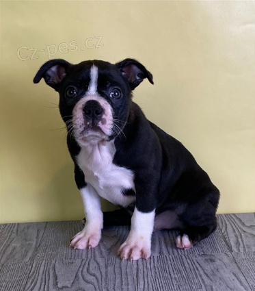 Rozko�n� �t���tka jsou p�ipravena k prodeji.