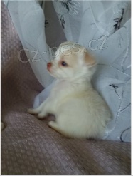 Rozko�n� �t���tka jsou p�ipravena k prodeji.