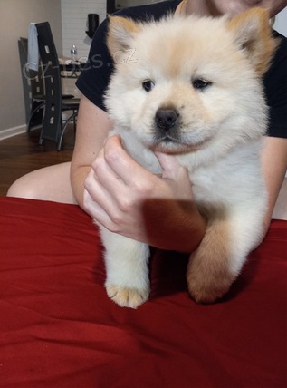 Rozko�n� �t���tka jsou p�ipravena k prodeji.