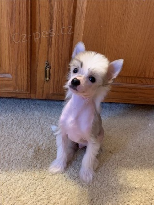 Rozko�n� �t���tka jsou p�ipravena k prodeji.