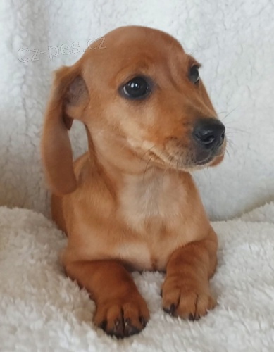 Rozko�n� �t���tka jsou p�ipravena k prodeji.