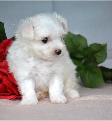 Rozko�n� �t���tka jsou p�ipravena k prodeji.