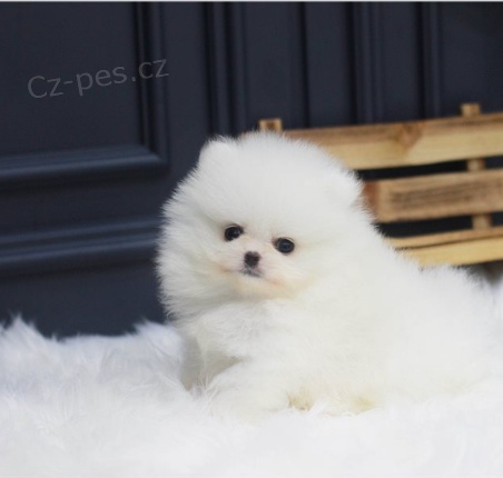 Roztomil� �t��ata pomeranian� na prodej.