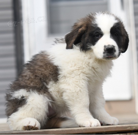 Prod�m rozko�n� �t��ata svat�ho Bernarda.