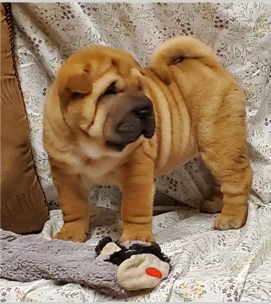 Rozko�n� �t���tka jsou p�ipravena k prodeji.