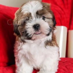 Shih Tzu �t��ata.