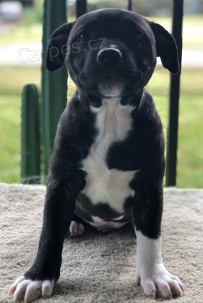 Rozko�n� �t���tka jsou p�ipravena k prodeji.