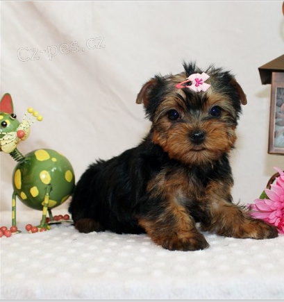 Rozko�n� �t���tka jsou p�ipravena k prodeji.