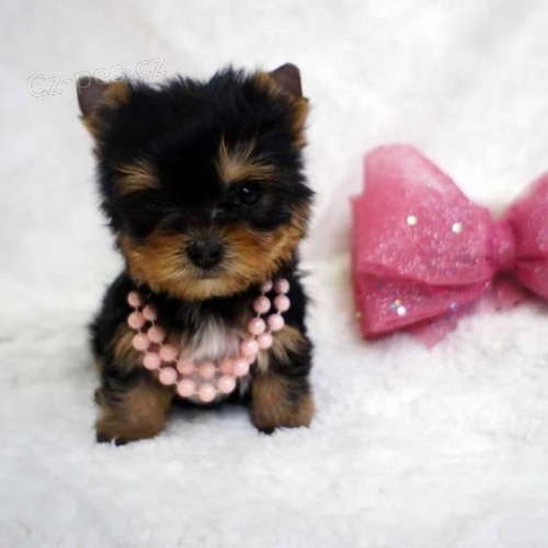 Prod�m �t��ata jork��rsk�ho teri�ra.