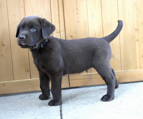 Prod�m �t��ata labradorsk�ho retr�vra.