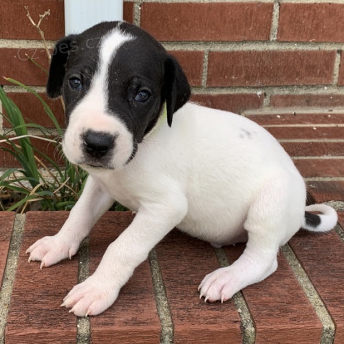 Prod�m �t��ata n�meck� dogy.