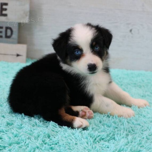 Prod�m �t��ata Australsk�ho ov��ka