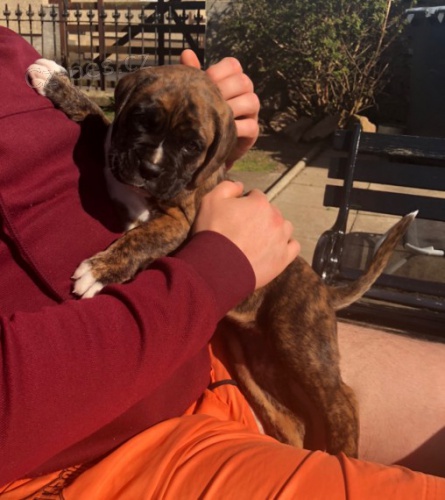 Prod�m �t��ata boxera