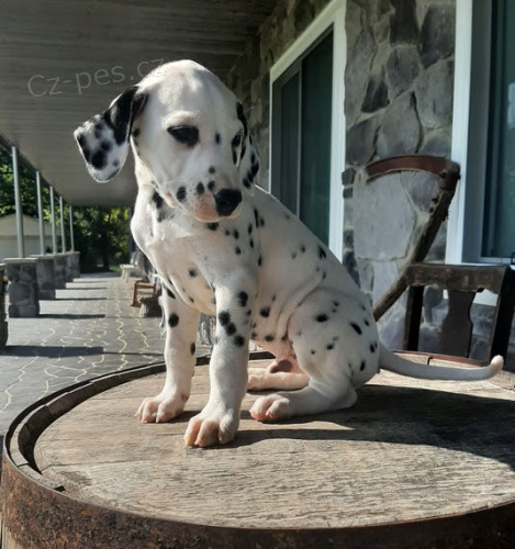 Prod�m o�kovan� �t��ata dalmatin�