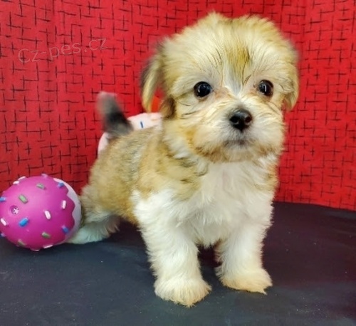 Prod�m roztomil� a zdrav� �t��ata havanese.