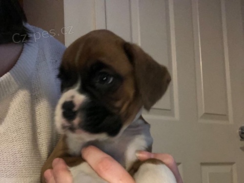 Prod�m �t��ata boxera