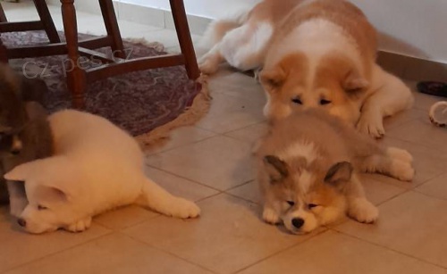 Prod�m �istokrevn� �t��ata Akita Inu bez PP