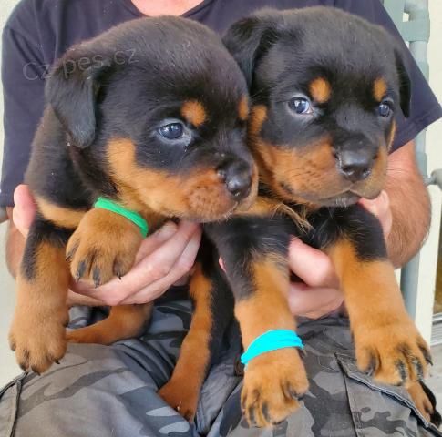 �t��ata rottweiler�.