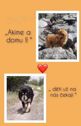 �t���tka Tibetsk� dogy