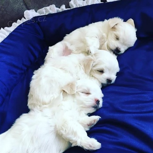 AKC mini malt�zsk� �t��ata