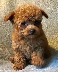 mini �t��ata pudla