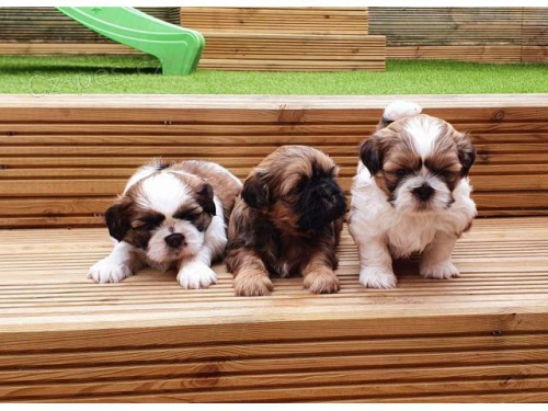 Zdrav� �t���tka Shih Tzu