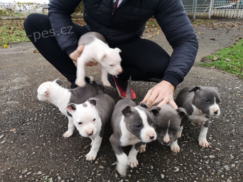 Americk� Staford��rsk� terier