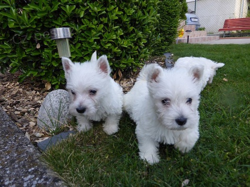 West Highland White Terrier �t��ata