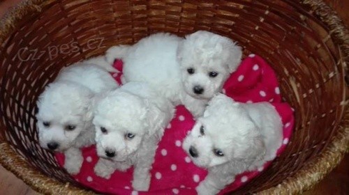 Malt�zsk� �t��ata k dispozici pes a fenka