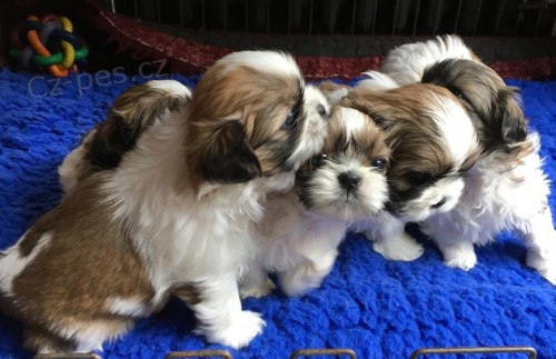 Kr�sn� �t��ata Shih Tzu k prodeji
