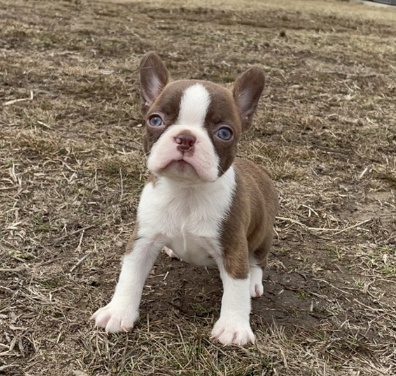 Kr�sn� �t���tka bostonsk�ho teri�ra k adopci