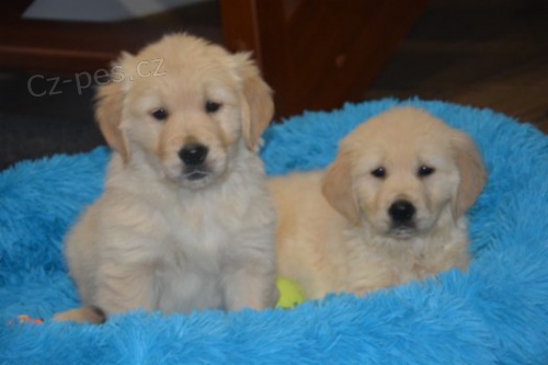 Zlat� retr�vr na prodej bez PP