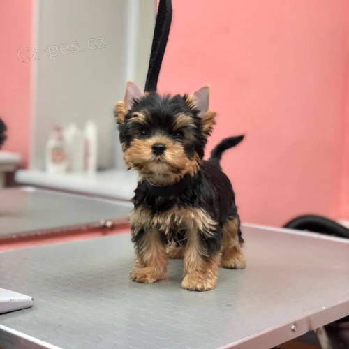 Prod�m mini �t��ata yorkie.