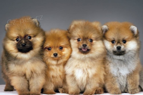 Hygienicky vy�kolen� miniaturn� �t��ata pomeranian� na prodej.