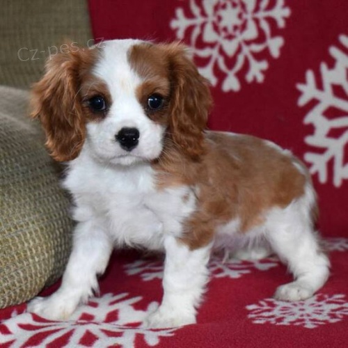 Prod�m zdrav� a kr�sn� �t��ata kaval�r King Charles �pan�l.