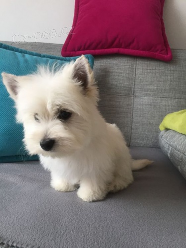 Prod�m mini mini �t��ata West Highland White Terriers