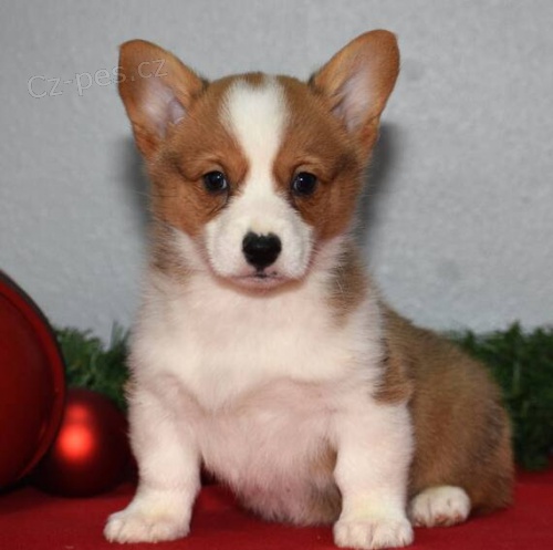 kr�sn� a and�lsk� �t��ata Pembroke Welsh Corgi na prodej.
