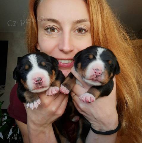 Ve�k� �vaj�iarsky sala�n�cky pes