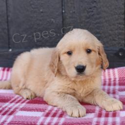 Rozko�n� zlat� retr�vrsk� ml��ata.