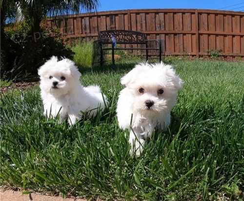 Registrovan� maltsk� �t��ata.