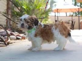 Shih Tzu �t��ata.