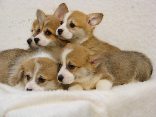 Vel�sk� Corgi Pembroke �t��ata